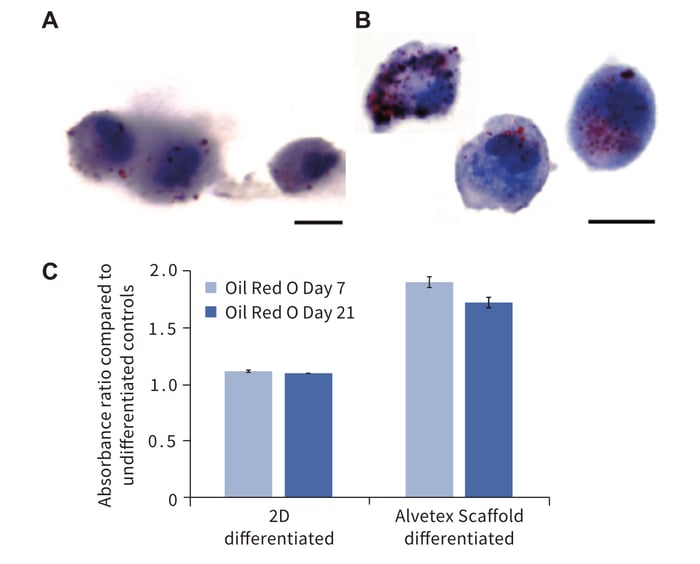 Cell growth on Alvetex Scaffold enhances adipo-genic differentiation of rat MSCS compared to conventional 2D culture.
