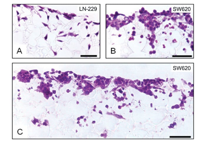  Histological analysis of LN-229 glioblastoma (A) and SW620 colorectal adenocarcinoma (B, C) cells cultured for 3 (A) or 7 (B, C) days in 3D using an Alvetex Scaffold 96-well plate. 