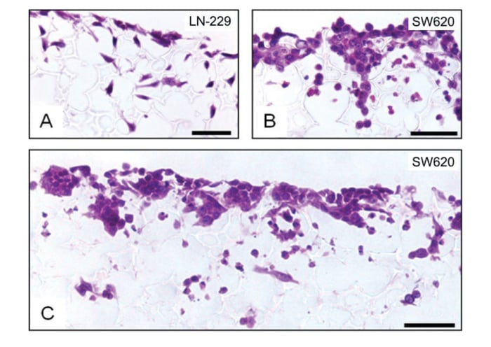 Histological analysis of LN-229 glioblastoma (A) and SW620 colorectal adenocarcinoma (B, C) cells cultured for 3 (A) or 7 (B, C) days in 3D using an Alvetex Scaffold 96-well plate. 