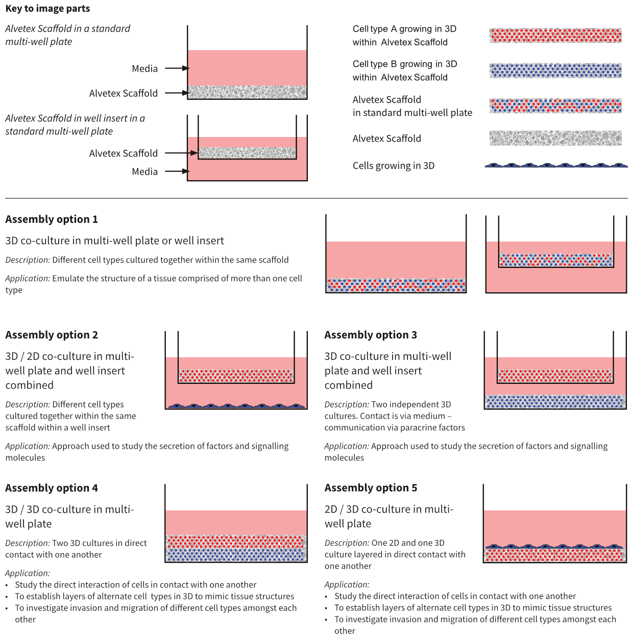 Alternative approaches for co-culture design using Alvetex Scaffold.