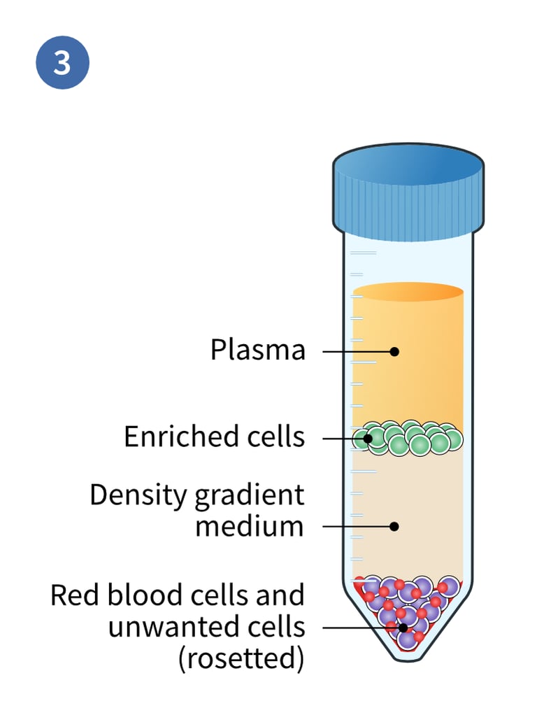 Centrifuge density separation of whole blood plus enrichment cocktail to obtain enriched cell layer