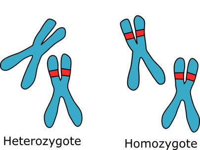 An illustration of homozgous and heterozygous chromosomes