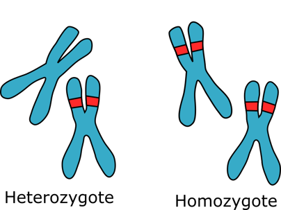 An illustration of homozgous and heterozygous chromosomes 