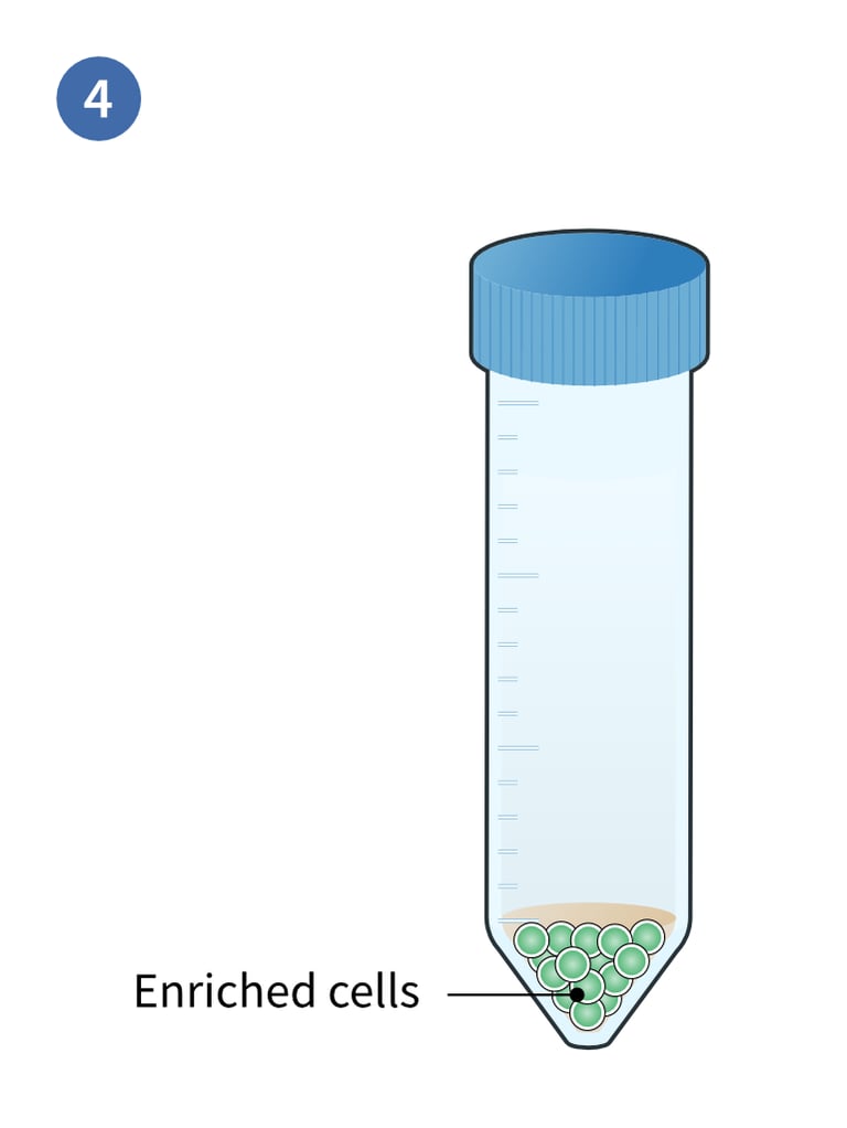 Collect enriched cells after centrifugation