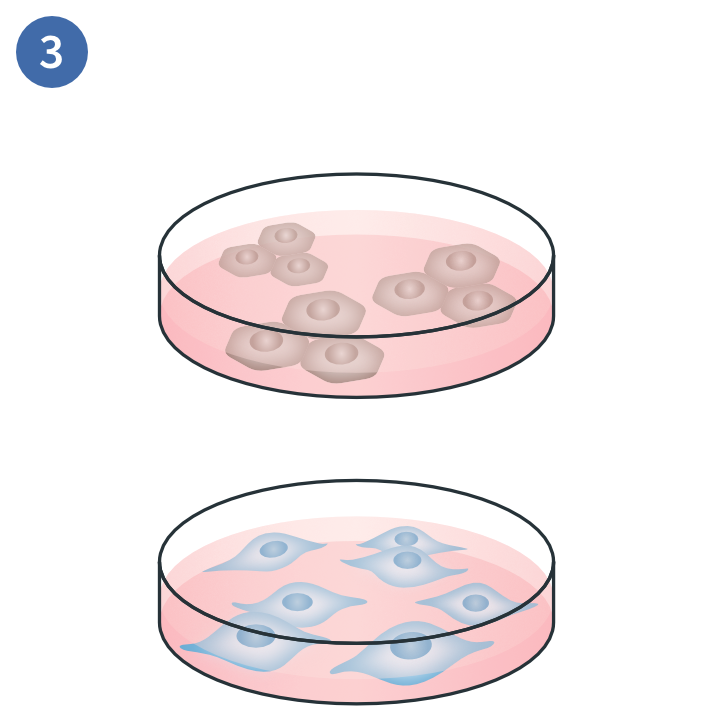 Culture plates of keratinocyte and fibroblast cells