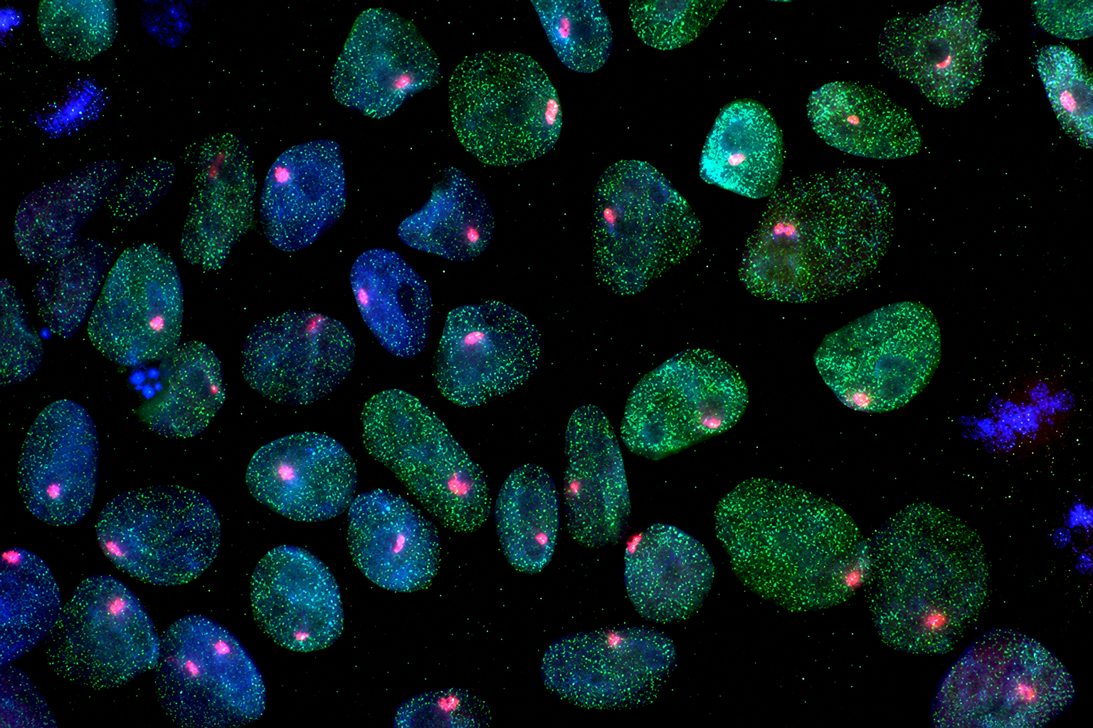 I Peace Wins Longevity Breakthrough Award for iPS Cell Research