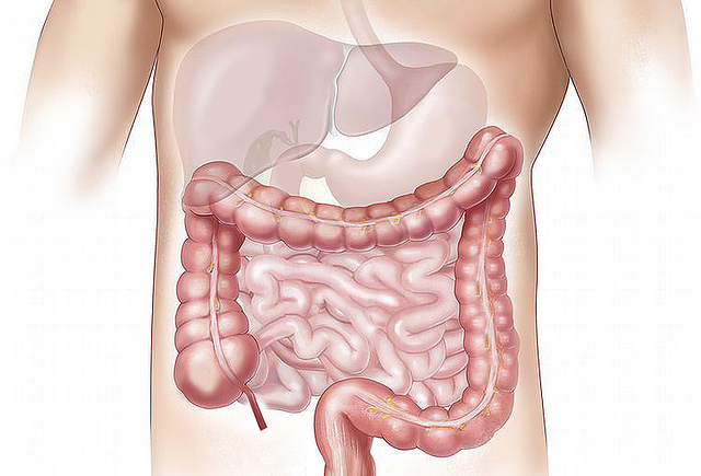 Illustration of the human digestive system