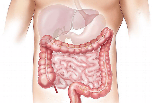 Illustration of the human digestive system