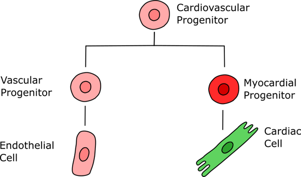 Flow chart showing how you can use fluorescence genes to track iPSC development.