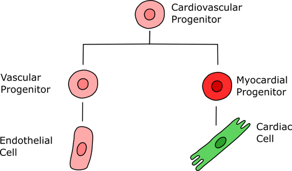 Flow chart showing how you can use fluorescence genes to track iPSC development. 