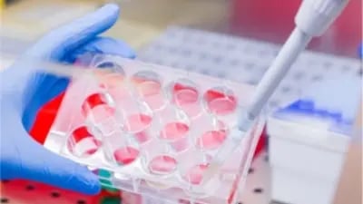 Stem Cell Researchers - microplate pipetting in a safety cabinet