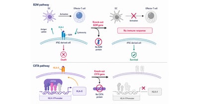 AI-Designed CRISPR Enables Hypoimmune iPSC Engineering&nbsp;for Off-the-Shelf Cell Therapy