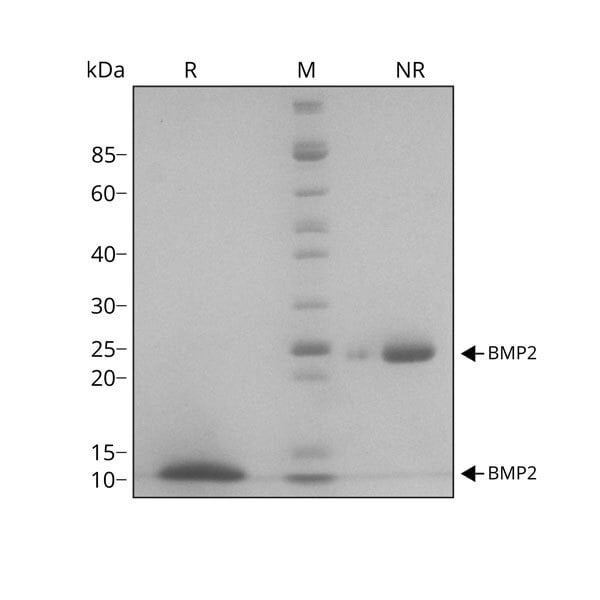 human-BMP2-Qk007-protein-purity-lot-010