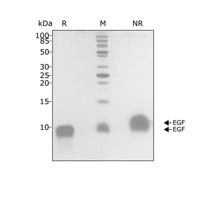 human-EGF-Qk011-protein-purity-lot-011