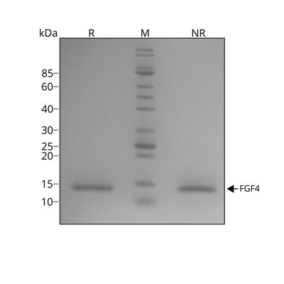 human-FGF-4-Qk004-protein-purity-lot-010-1 (1)
