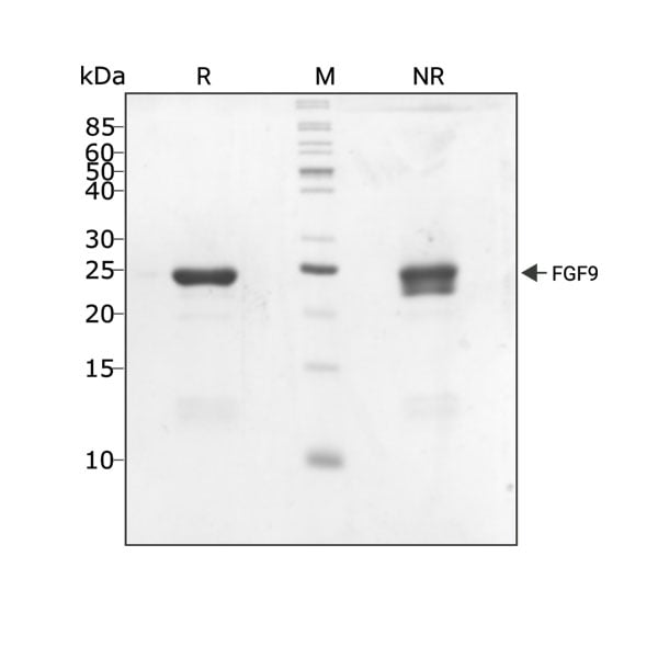 human-FGF-9-Qk039-protein-purity-lot-04295