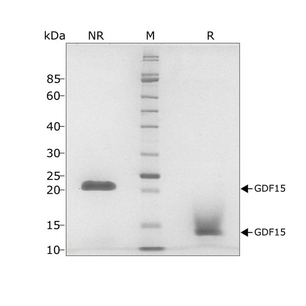 human-GDF15-Qk017-protein-purity-lot-011