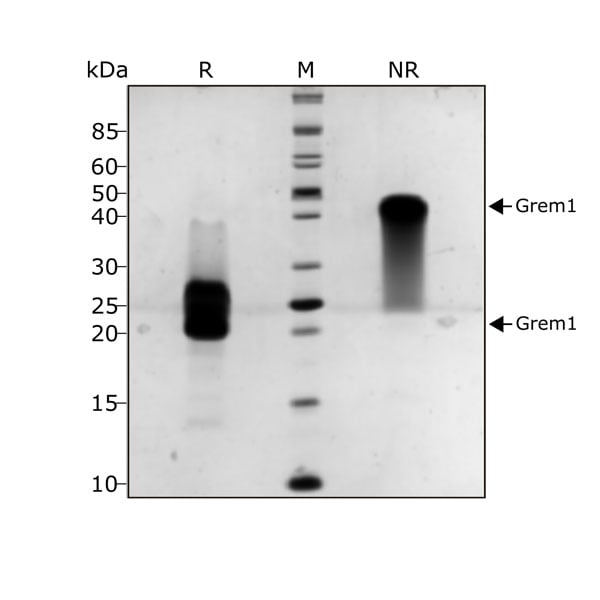 human-Gremlin-Qk015-protein-purity-lot-011