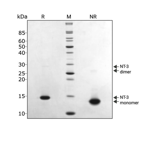 human-NT3-Qk058-protein-purity-lot-104407