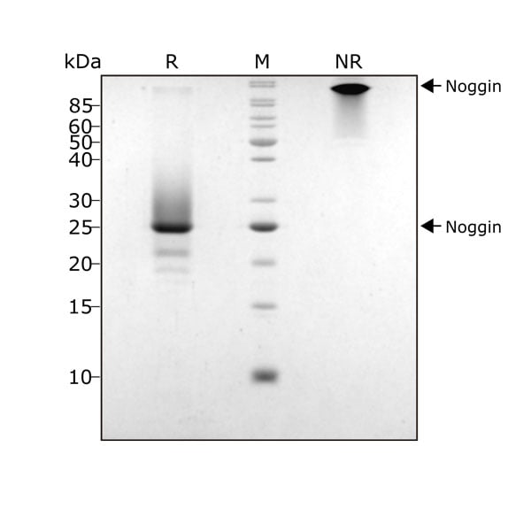 human-Noggin-Qk034-protein-purity-lot104285