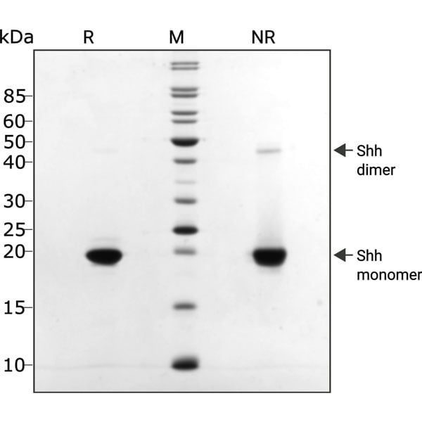 human-Shh-Qk055-protein-purity-lot-104391