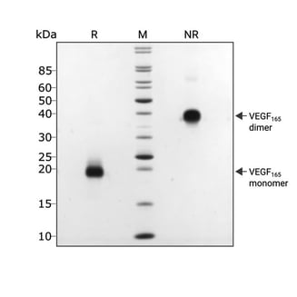 human-VEGF-165-Qk048-protein-purity-lot-104393