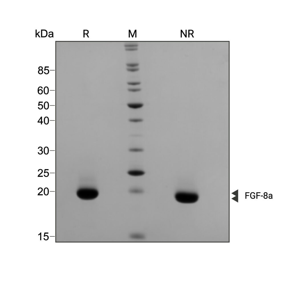 human-mouse-FGF-8a-Qk059-protein-purity-lot-104406-1024x1024
