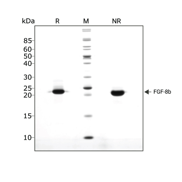 human-mouse-FGF-8b-Qk057-protein-purity-lot