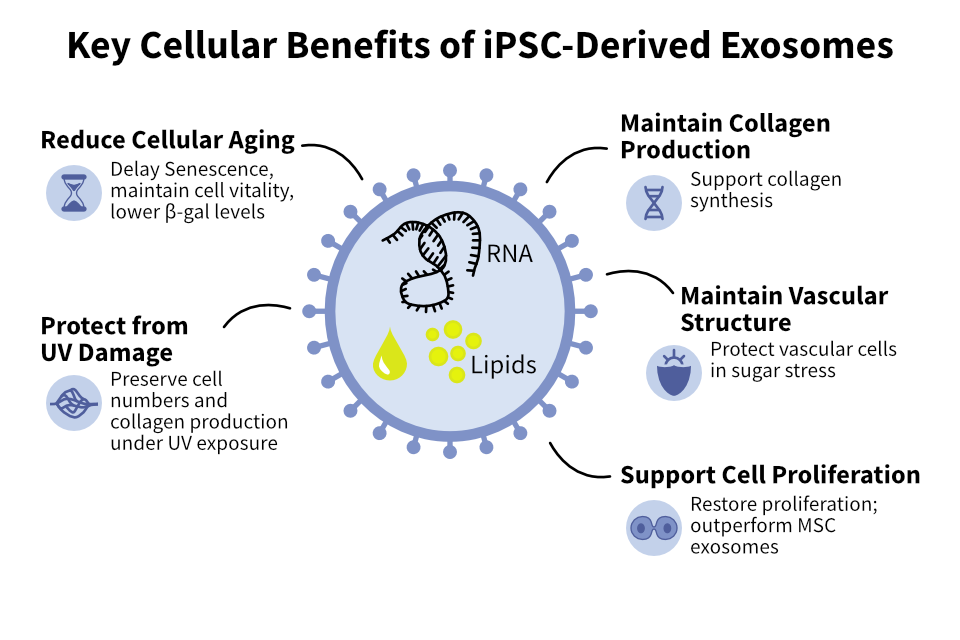 iPSC-derived Exosomes Effects