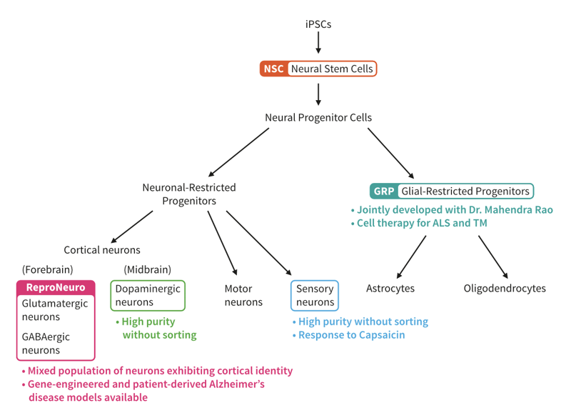 Diagram illustrating various iPSC differentiation pathways 