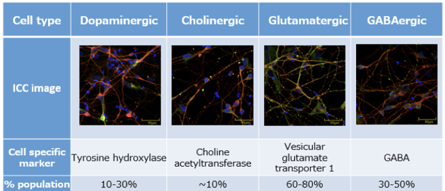 Image illustrating the difference between the neuron types found in ReproNeuro