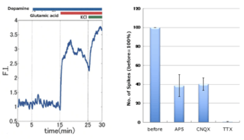 Graph of cell response to glutamic acid