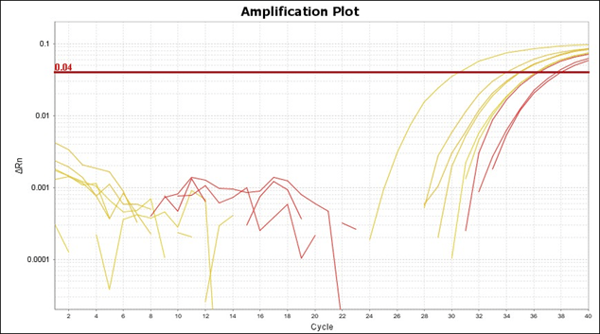 qPCR amplification plot
