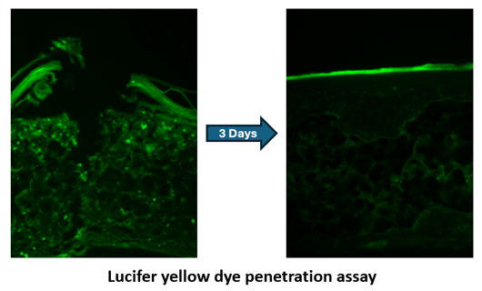 The wound has closed and a new stratum corneum is present after 3 days of culture