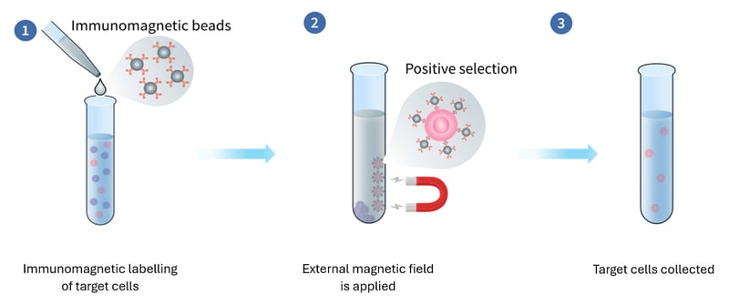 Clinical Drug Discovery - the process of magnetic cell isolation