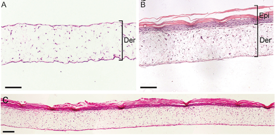 Alvetex Scaffold histology images -- full thickness skin construct co-culture human dermal fibroblasts keratinocytes
