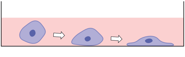 In 2D cell culture cells adopt a flattened morphology