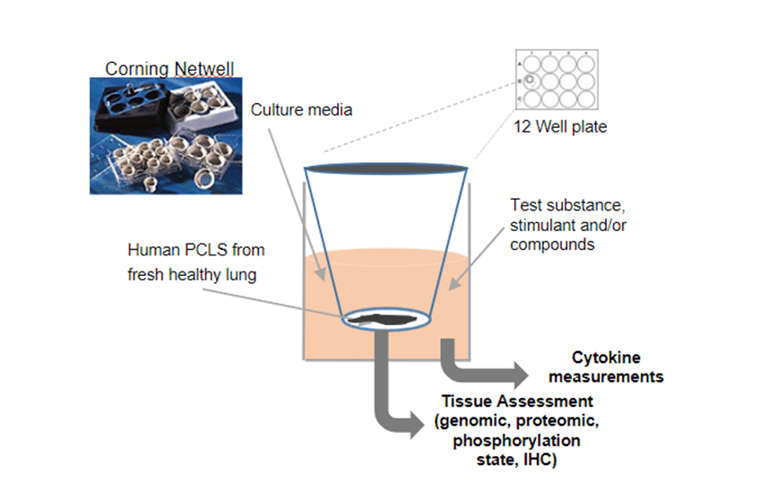 Experimental PCLS Set Up
