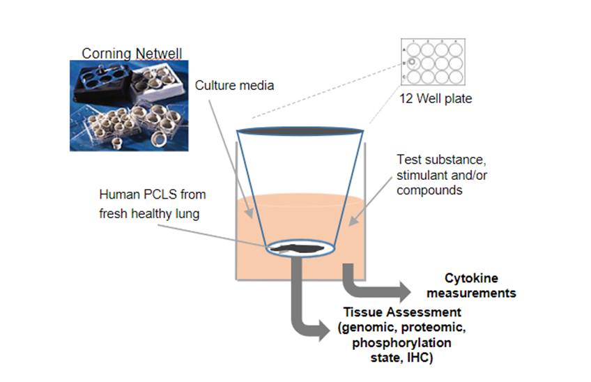 Experimental PCLS Set Up