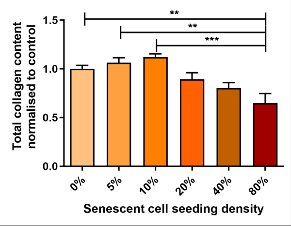 B129 - Incorporation of increasing fractions of senescent fibroblasts into a neonatal dermal compartment
