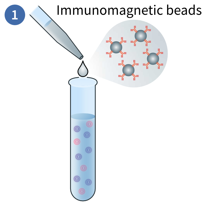 Immunomagnatic labeling of target cells