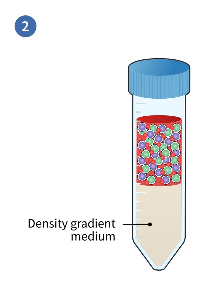 Layering blood plus enrichment cocktail over density gradient medium in a Falcon tube