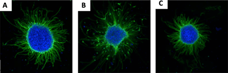 neural-diff-06