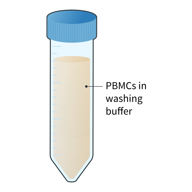 Isolated PBMCs are washed