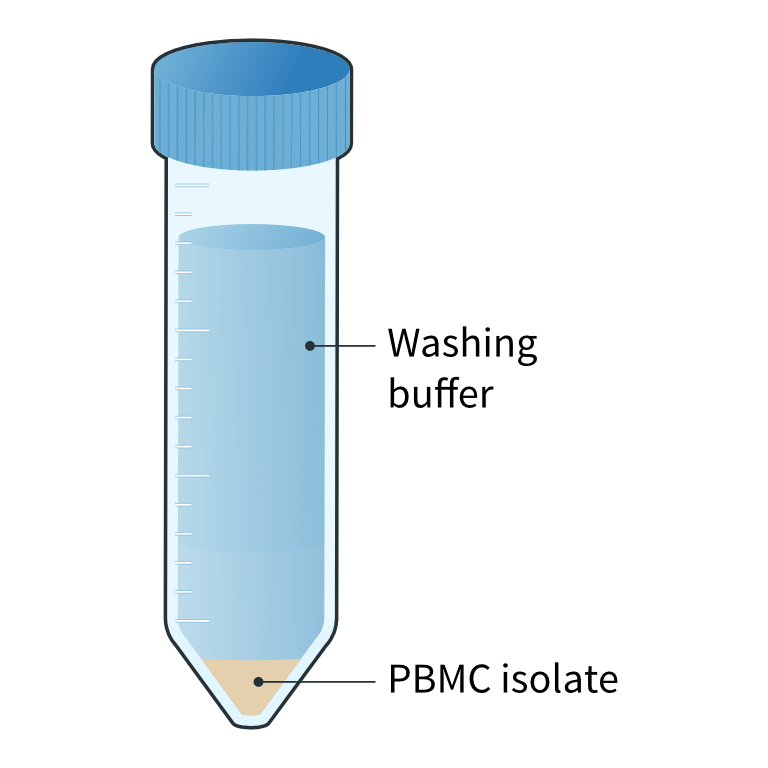 PBMC pellet and buffer after washing