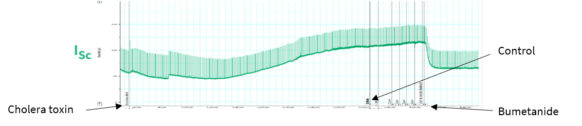 Short circuit current, measured using an Ussing Chamber, following addition of Cholera toxin.