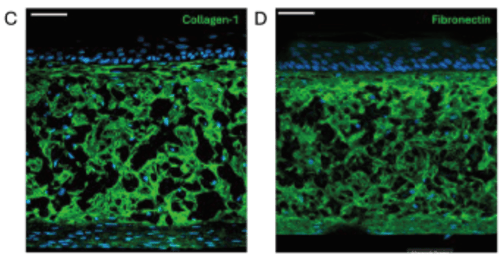 qkine-appnote-1-fig1b
