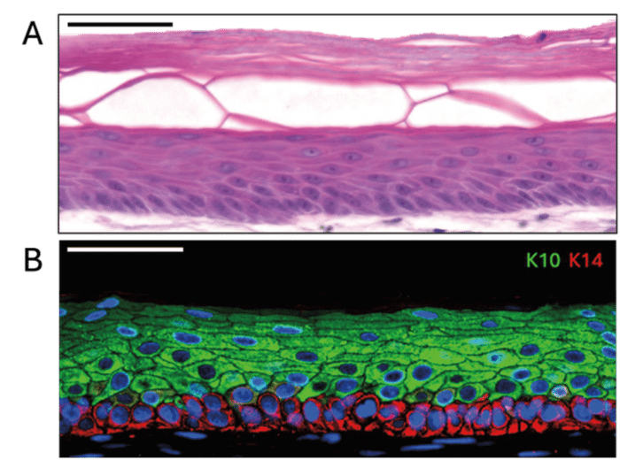 qkine-appnote-1-fig3