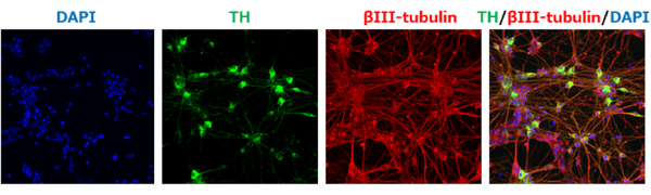 scs-neural-diff-fig-08