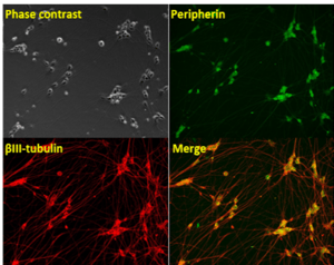 scs-neural-diff-fig-09A